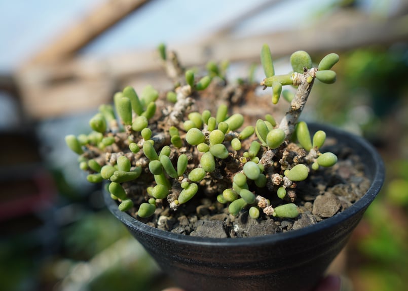 ケラリア ピグマエア No.1 | mana's farm:塊根植物・アガベ・ドライ