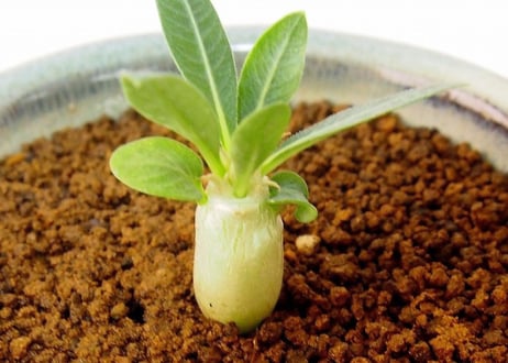 Pachypodium eburneum　パキポディウム　エブレネウム　実生苗