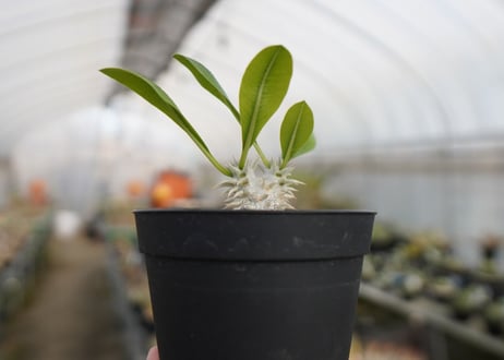 パキポディウム　恵比寿大黒 Pachypodium Densicaule　No.2