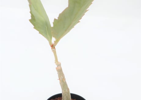 キフォステンマ　ユッタエ