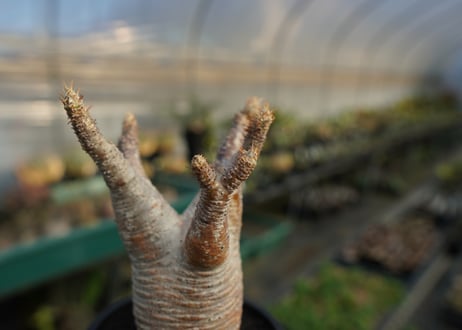 パキポディウム　グラキリス　 Pachypodium Gracilius  No.8