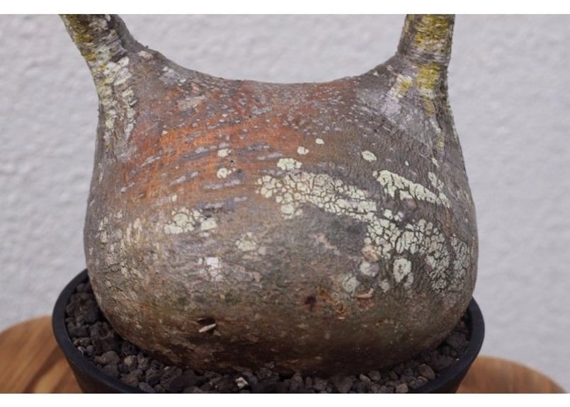 パキポディウム グラキリス 超扁平 最高特選大株 | mana's farm