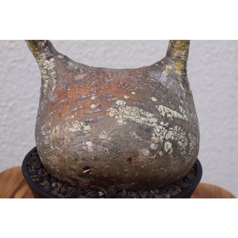 ★毎日値下げSALE★パキポディウムグラキリスベアルート株扁平大株 大株 パキポディウム グラキリス 多頭 扁平 グラキリスの多頭や綴化が