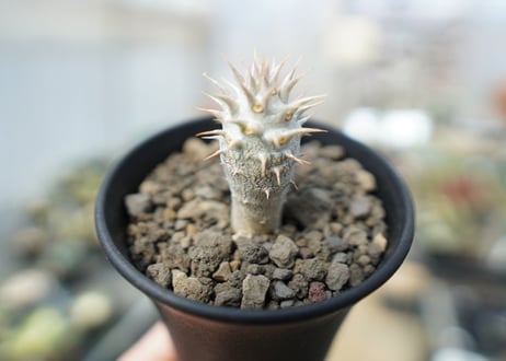 パキポディウム　デンシフローラム Pachypodium densiflorum