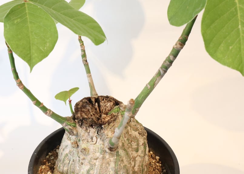 ボンバックス | mana's farm:塊根植物・アガベ・ドライガーデン植物