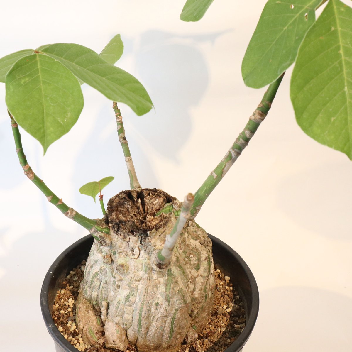 手乗りボンバックス B 実生株