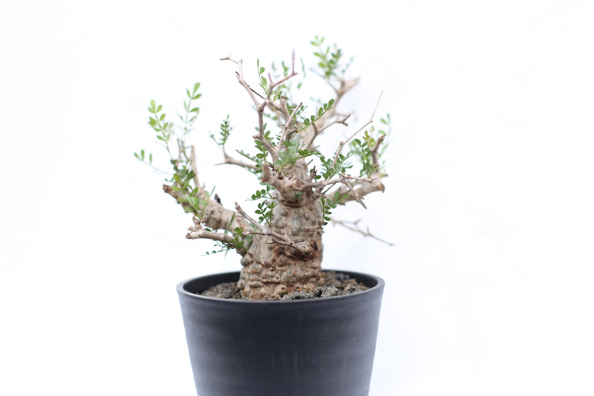 サマーセール！ 大株 開花株 実生 オペルクリカリア パキプス 雄株 サマーセール！ 大株 開花株 実生 オペルクリカリア パキプス 雄株