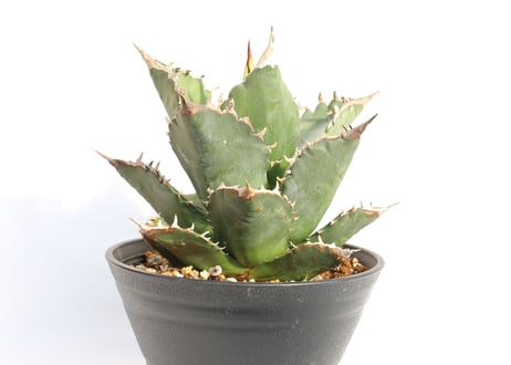 Agave titanota FO-76 dwarf  compacta