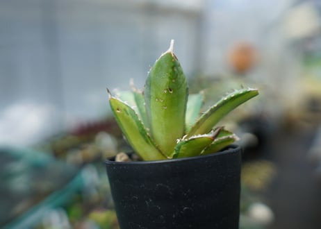 アガベ　チタノタ　錦　Agave titanota Variegated