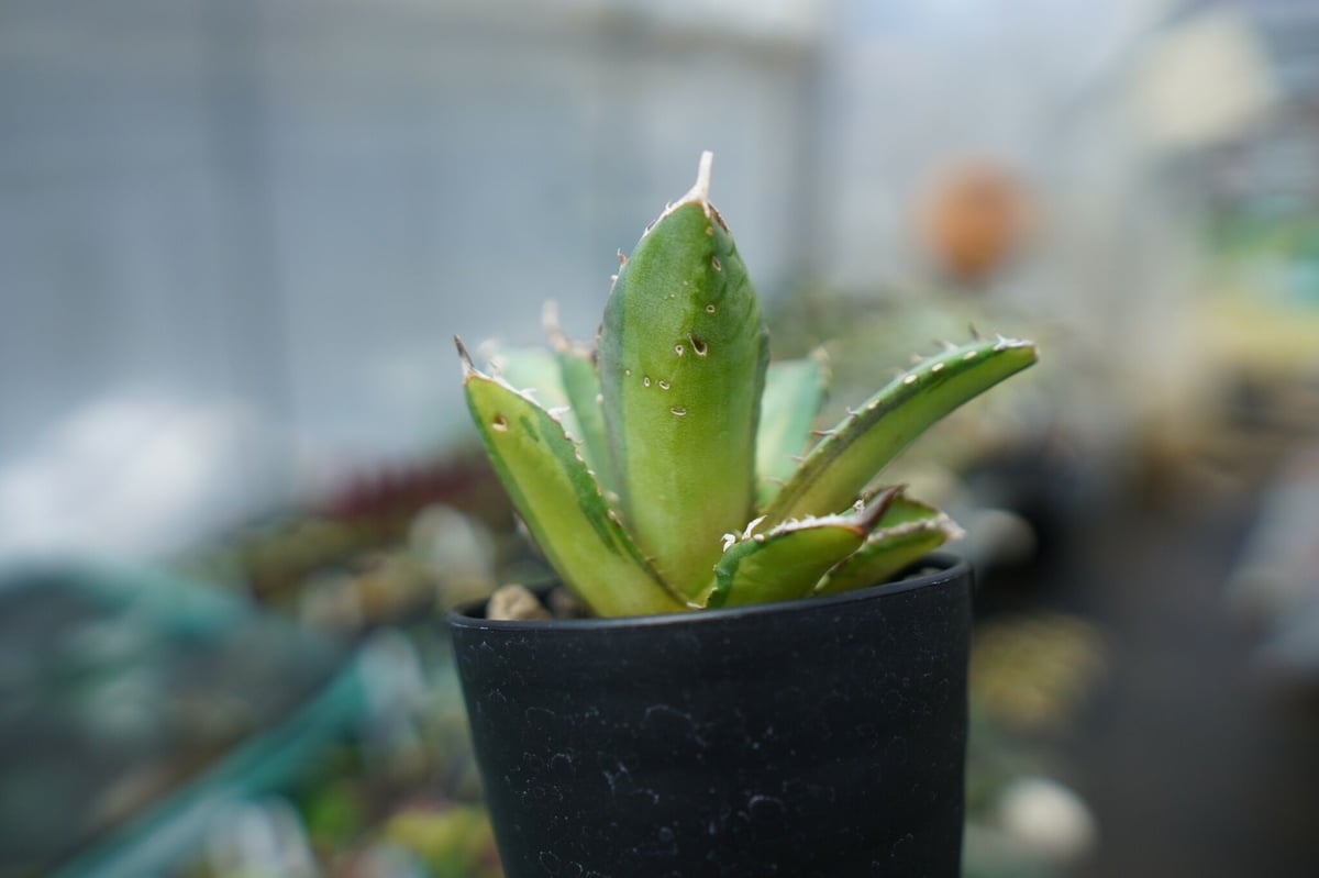 アガベ チタノタ 錦 Agave titanota Variegated | mana's g アガベ チタノタ 錦 Agave titanota Variegated | mana's g