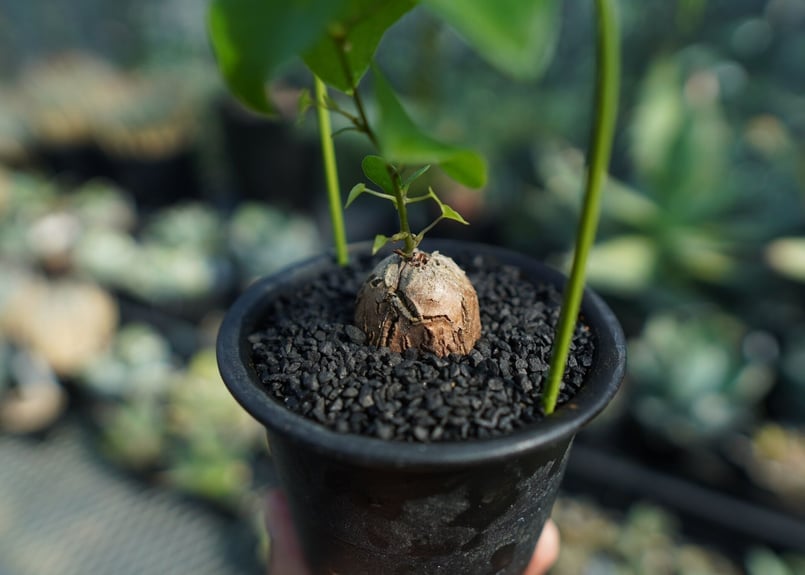 亀甲竜 Dioscorea elephantipes No.2 | mana's farm:塊