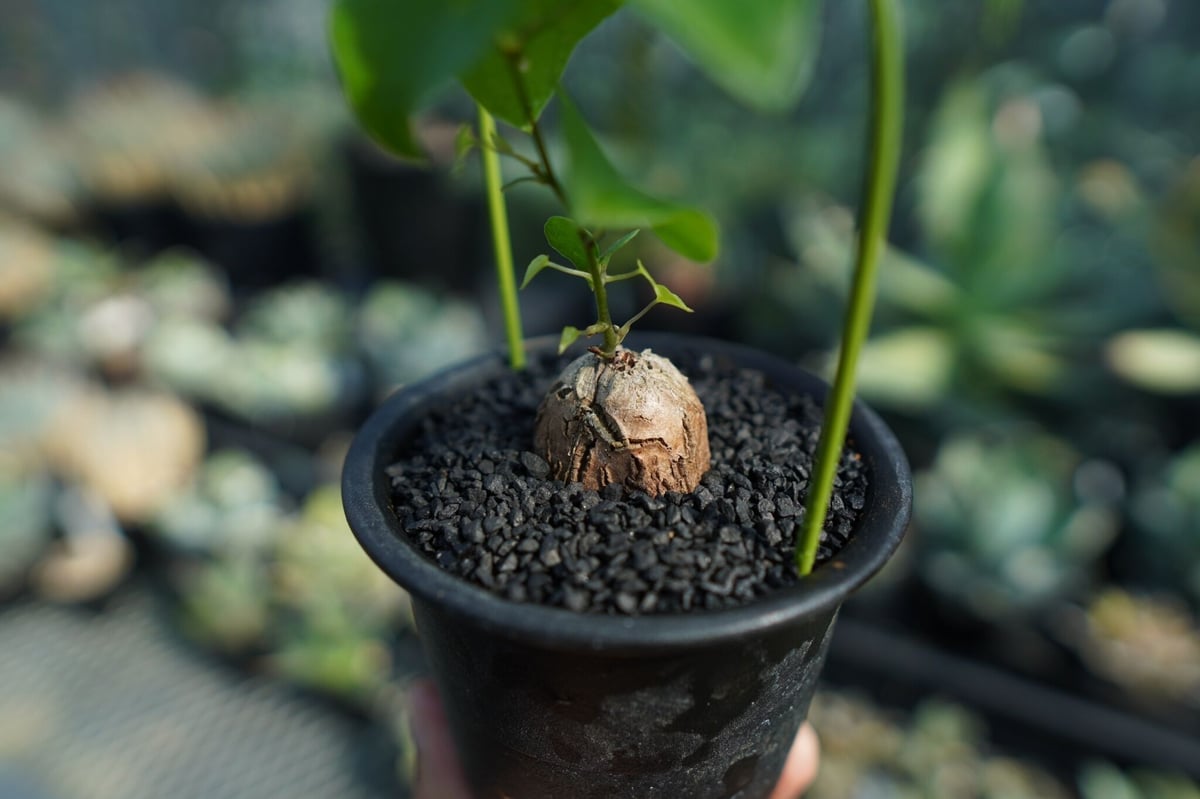 亀甲竜 Dioscorea elephantipes No.2 | mana's farm:塊