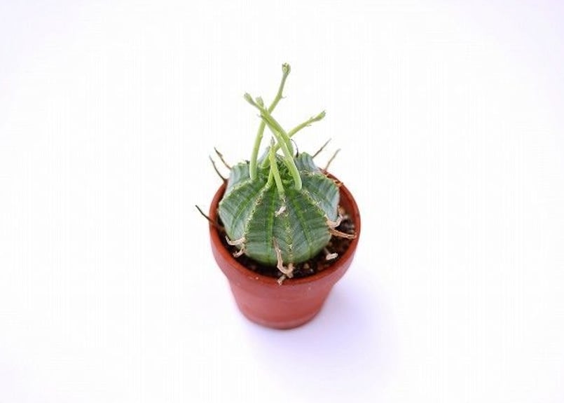 ユーフォルビア スーパーバリダ 国内実生株 | mana's farm:塊根植物