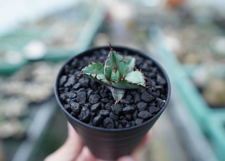 アガベ　チタノタ　 ブラックアンドブルー 　Agave titanota black and blue　No.1