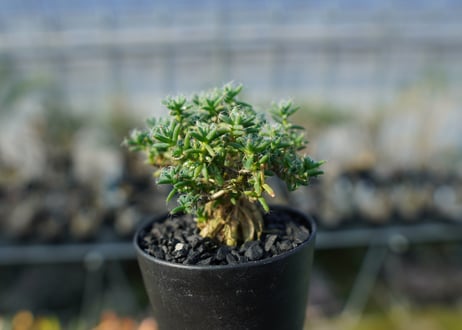 トリコディアデマ ステラツム　Trichodiadema stellatum  No.1