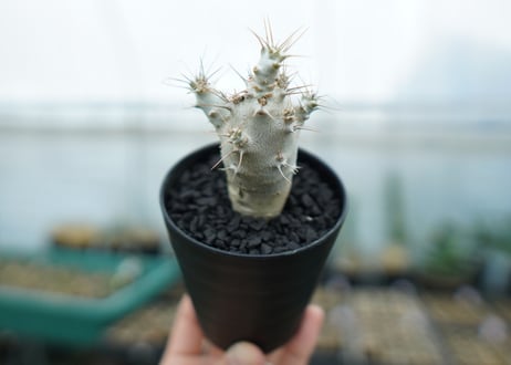 パキポディウム　サンデルシー　Pachypodeium saundersii　No.1