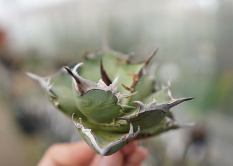Agave Black fire F NO.3 (G)