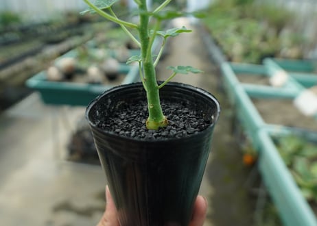アデニア　グラウカ　Adenia glauca  No.9