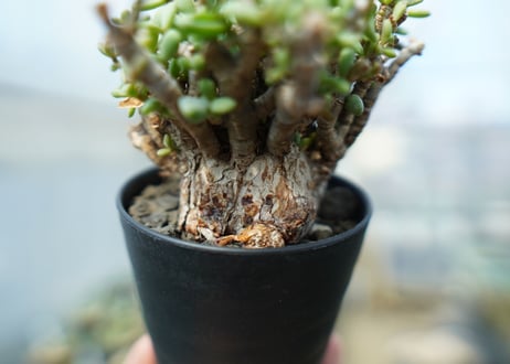 ケラリア　ピグマエア　Ceraria pygmaea  No.3