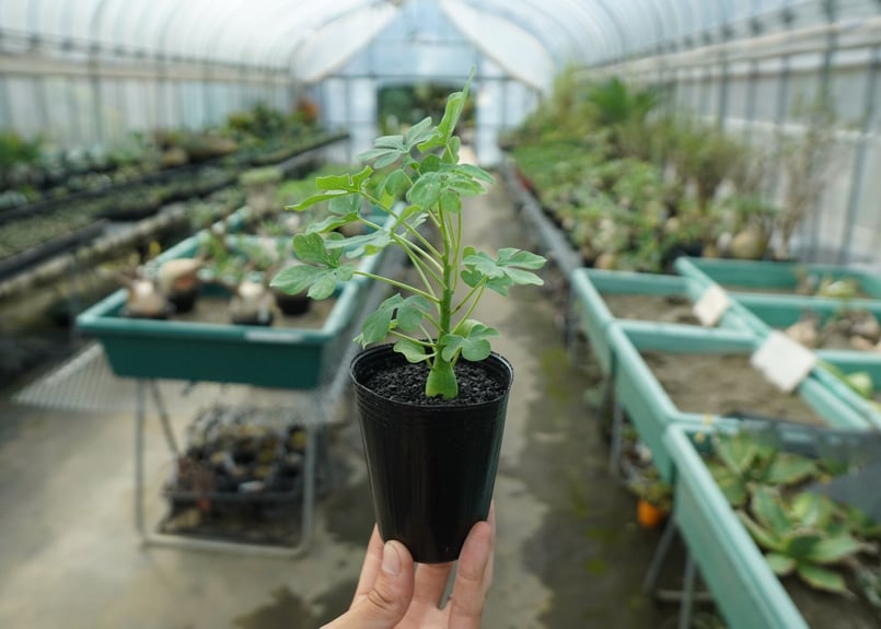 ak482　アデニアグラウカ5個　速達❗️ ak482様 専用 アデニアグラウカ5個 速達❗️ - メルカリ