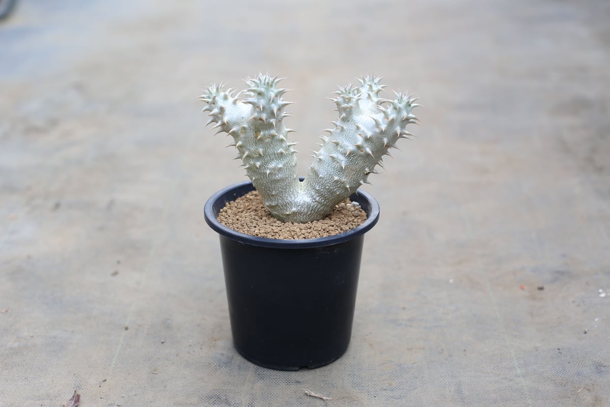 パキポディウム　デンシフローラム　実生　大株 パキポディウム・デンシフローラム 大株 | Plants by THE CORE