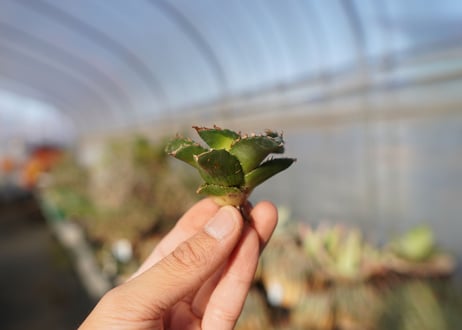 agave titanota ソーラーエクリプス　 NO.3