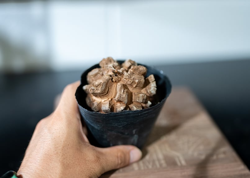 長谷川園芸 亀甲竜 | mana's farm:塊根植物・アガベ・ドライガーデン