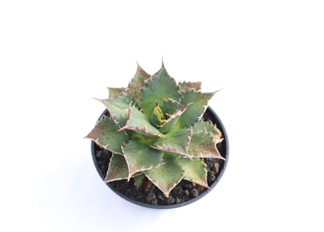 Agave titanota FO-76  compacta  no.７