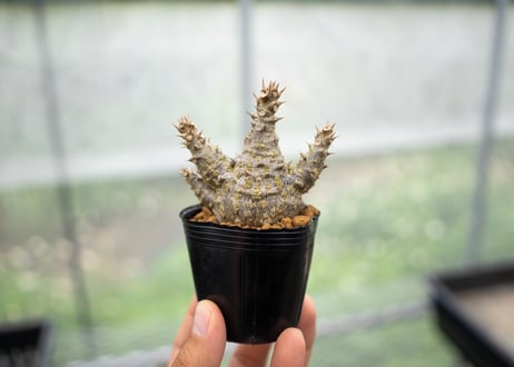 パキポディウム　ウィンゾリー　沖縄実生