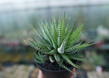 ハオルチア　十二の巻　Haworthia fasciata