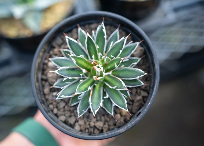アガベ フィリフェラ シディゲラ agave filifera ssp. schidigera
