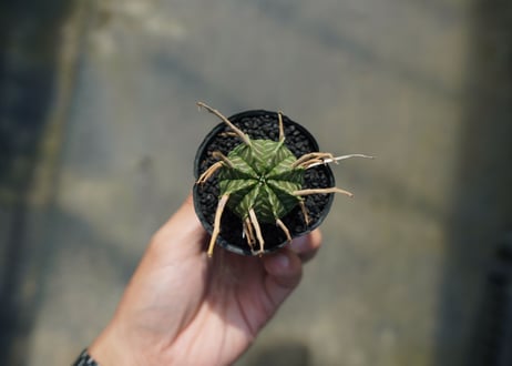 ユーフォルビア　スーパーバリダ　Euphorbia super valida  No.4