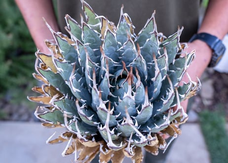 Agave uthaensis  NO.18