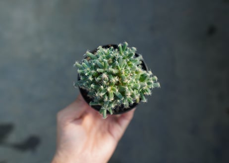 トリコディアデマ　デンサム　Trichodiadema densum  No.4