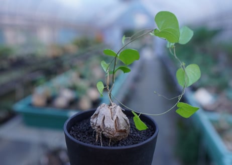 亀甲竜　Dioscorea elephantipes　No.2