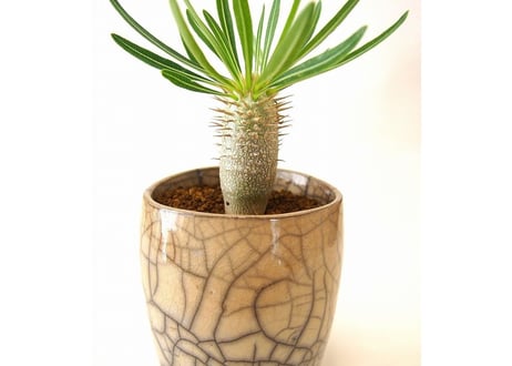 パキポディウム イノピナツム　Pachypodium inopinatum