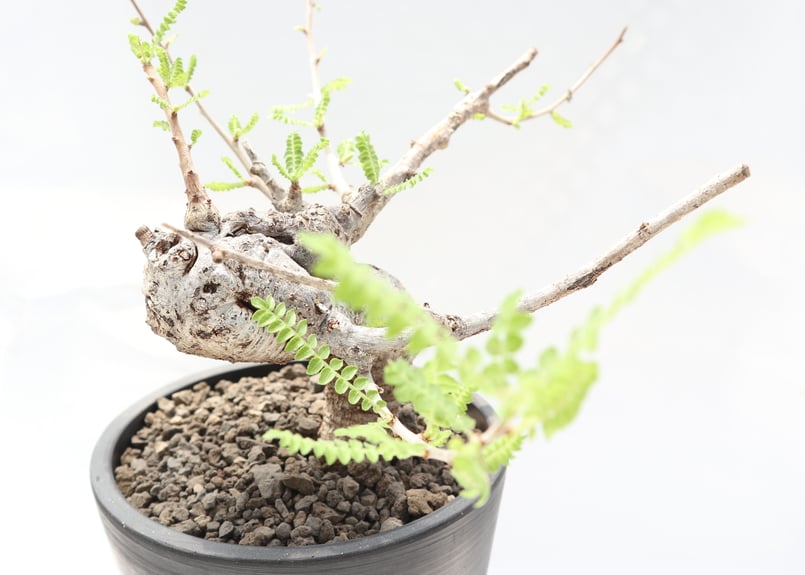 ボスウェリア ネグレクタ | mana's farm:塊根植物・アガベ・ドライ