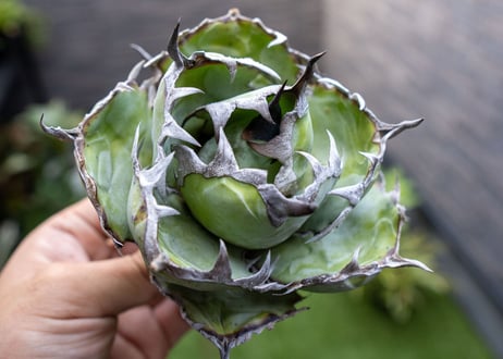 Agave B&B A NO.4