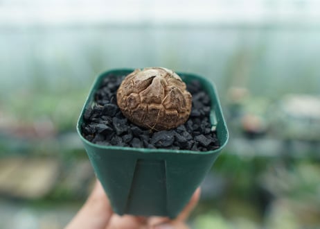 亀甲竜　Dioscorea elephantipes　No.3