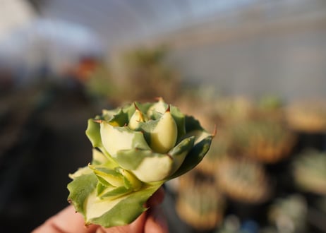 agave 王妃雷神黄中斑 NO.5