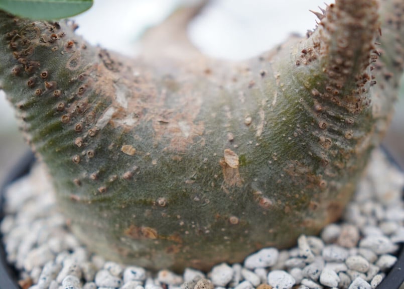 パキポディウム マカイエンセ Pachypodium Makayense NO.5 | man