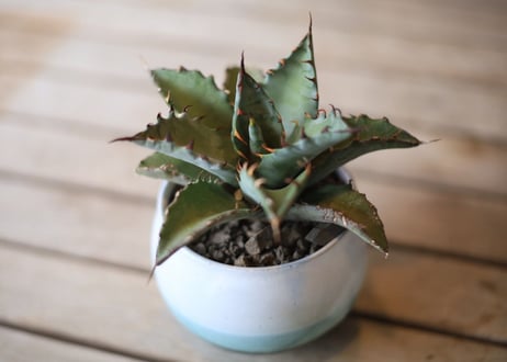 アガベ　ハイブリット　（チタノタ×マルガリータ）　Agave hybrid (titanota x margaritae)