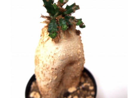 ユーフォルビア ステラータ 飛竜  Euphorbia stellata　№２