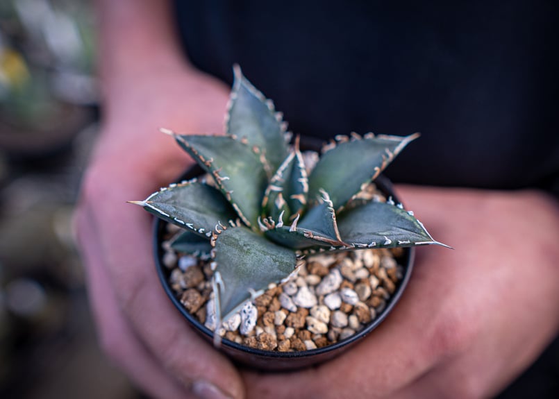 agave titanota 海王 | mana's farm:塊根植物・アガベ
