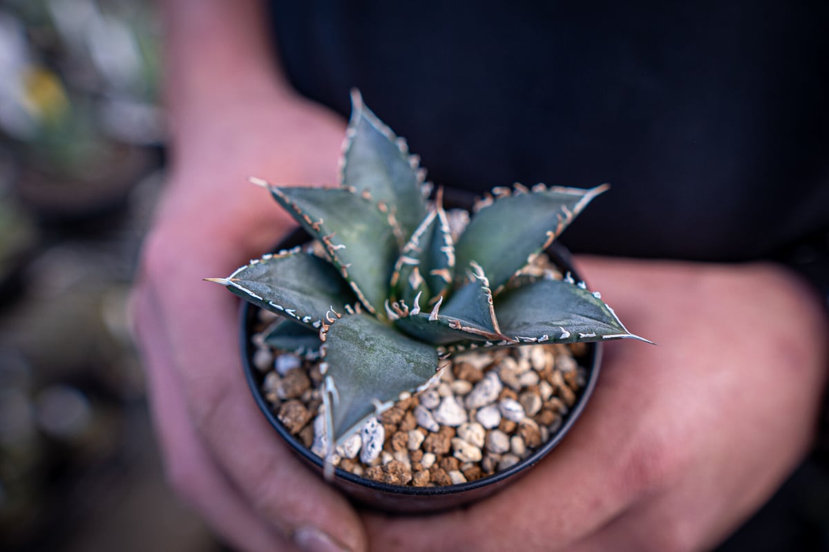 アガベ　海王 agave titanota 海王 | mana's farm:塊根植物・アガベ・ドライガーデ