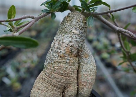 フォッケア　エデュリス　”火星人”　Fockea edulis