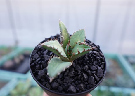 アガベ　チタノタ　姫厳竜　Agave titanota dwarf