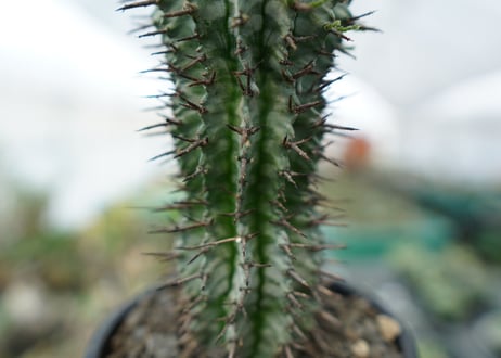 ユーフォルビア　ゼブラホリダ　Euphorbia horrida var. zebrina