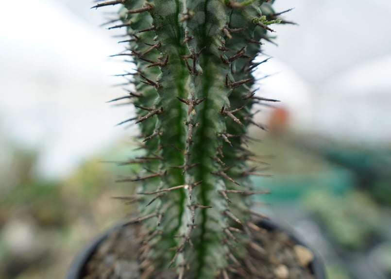 ユーフォルビア ゼブラホリダ ユーフォルビア ゼブラホリダ Euphorbia horrida var. zebrina |