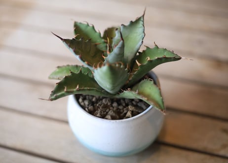アガベ　ハイブリット　（チタノタ×マルガリータ）　Agave hybrid (titanota x margaritae)